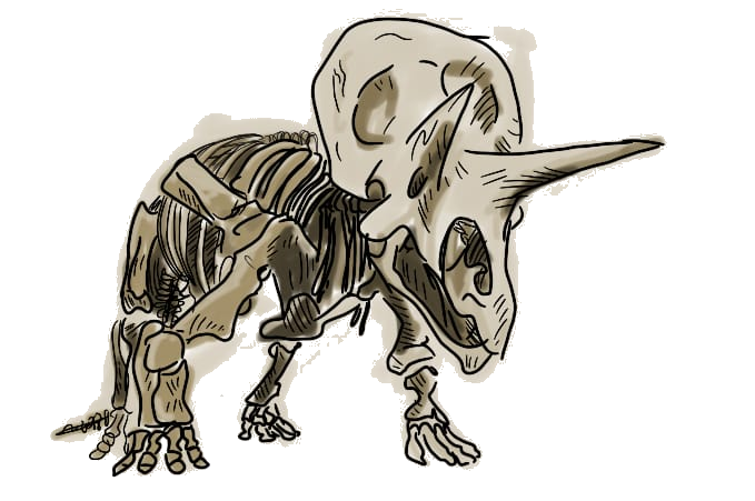 Triceratops skeleton sketch